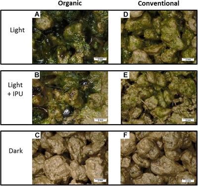 Soil Photosynthetic Microbial Communities Mediate Aggregate Stability: Influence of Cropping Systems and Herbicide Use in an Agricultural Soil